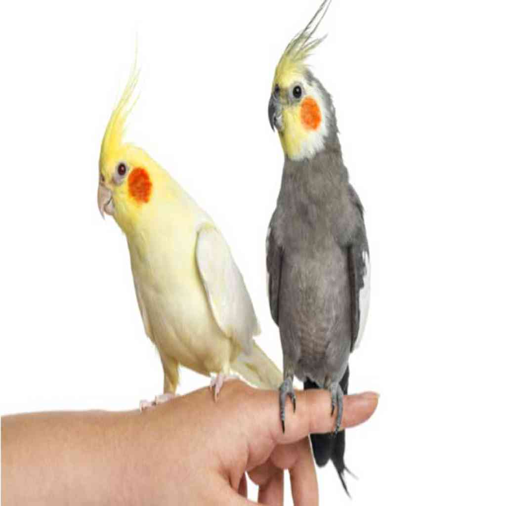 cockatiel bird's' image